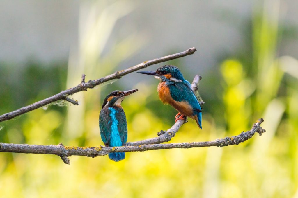 animals avian birds branch