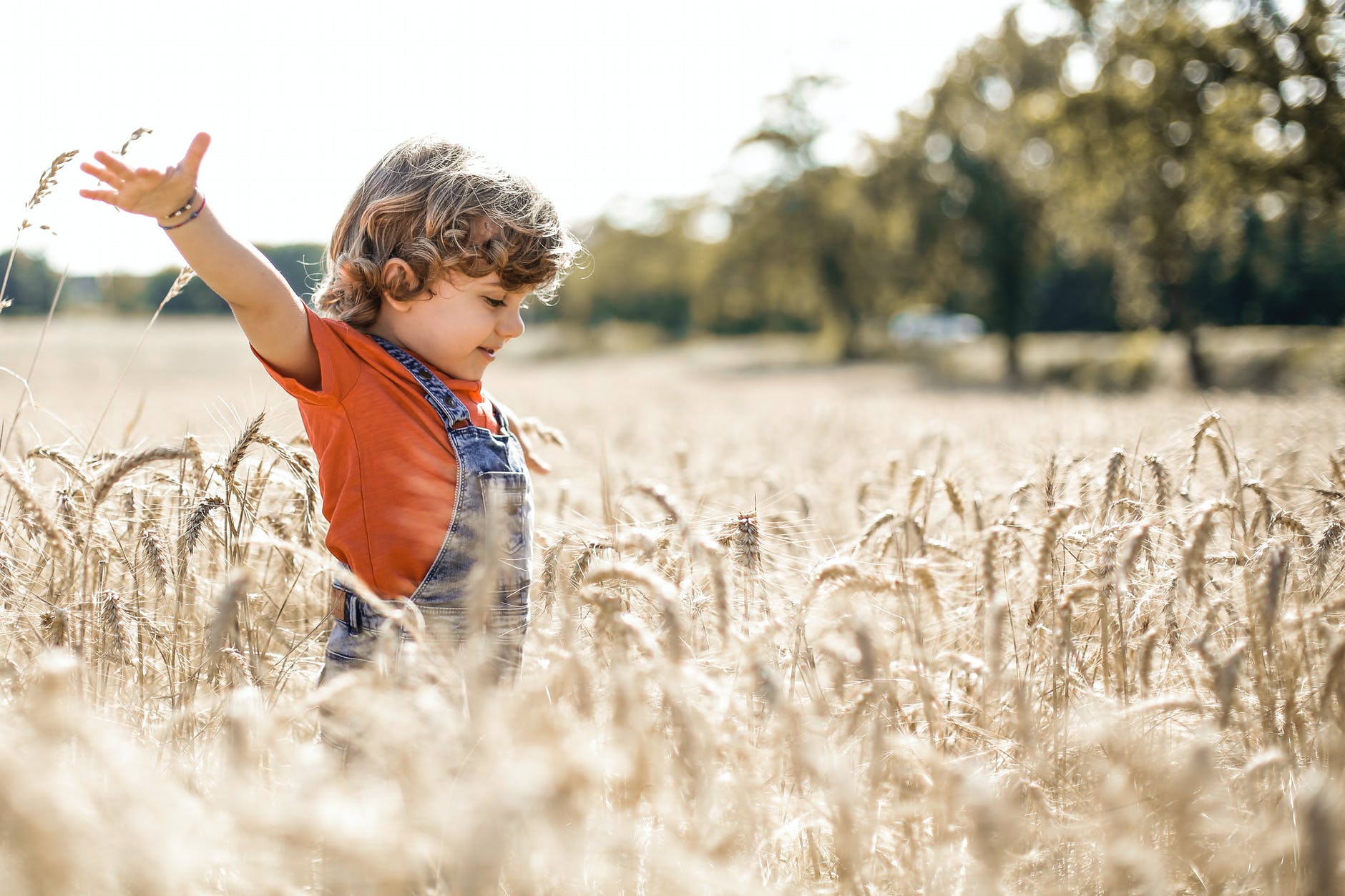 little boy in wheat field
