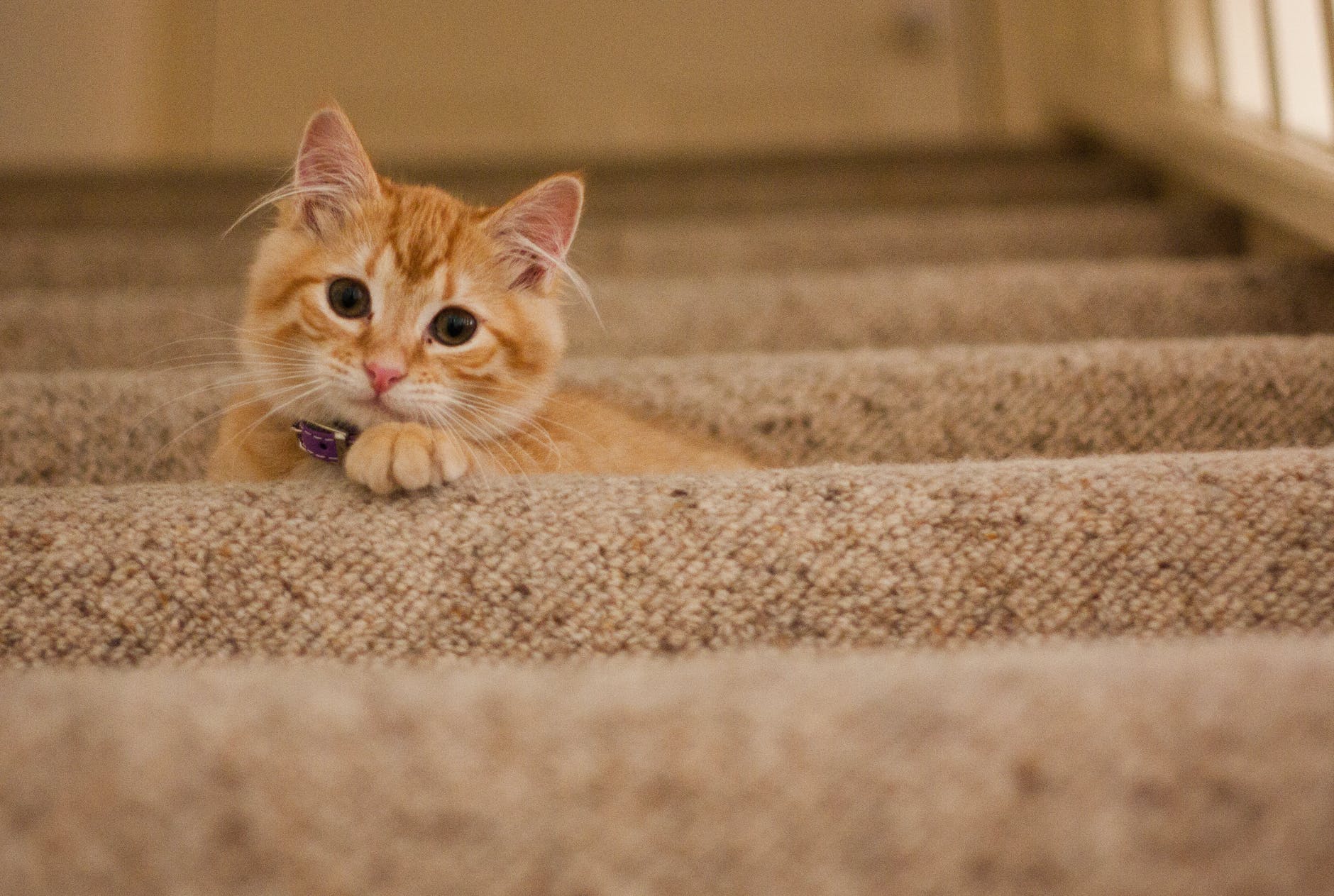 orange tabby cat on grey staircase