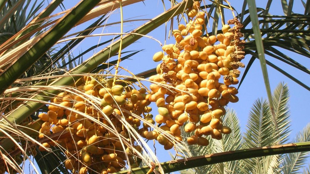 Tandan buah kurma matang menguning di pelepah pohon kurma dengan langit cerah, gambaran sedekah dan kedermawanan dalam artikel Kedermawanan Tertinggi: Memberi Sebelum Diminta